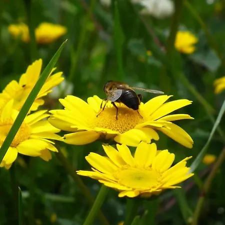 Areias Do Douro 게스트하우스 곤도마르