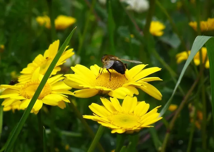 Areias Do Douro 招待所 贡多马尔